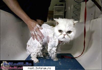 ehhh cica`i dinamovist :))) cani plouat :)) poze criminale by diliul !
